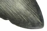 Huge, Fossil Megalodon Tooth - Serrated Blade #273806-3